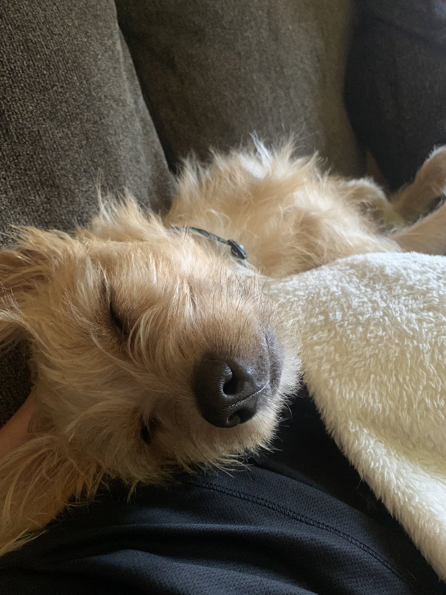 ana_prs10's tweet photo. Como empezó/ como va    

Mi Aris ❤️‍🩹🐶 https://t.co/EzfDFWhHww