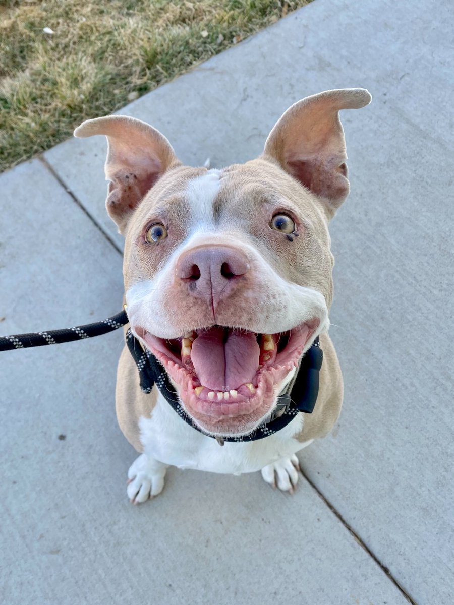 RoiceHurst's tweet image. Major #HappyTail alert! 🥳 Karma has officially left the building! After 140 days, our senior sweetheart finally cashed in her good karma and was adopted by her perfect match this afternoon!