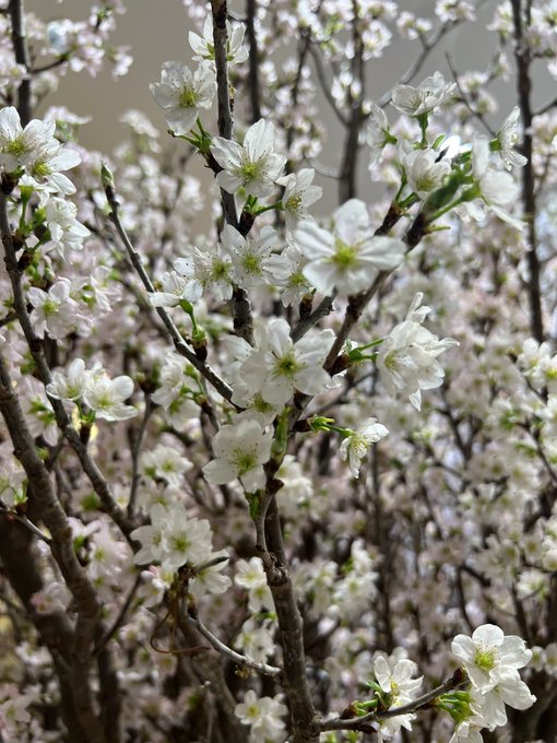 Twitterのコスプレ画像13