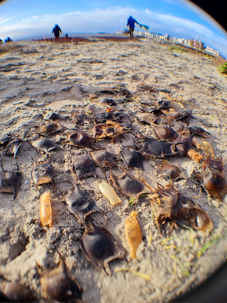 sandlarks's tweet photo. Rockpooling + beach clean. An Explore Your Shore morning with Galway Atlantaquaria. #GrattanBeach #Galway https://t.co/Y5SMn36Z5D