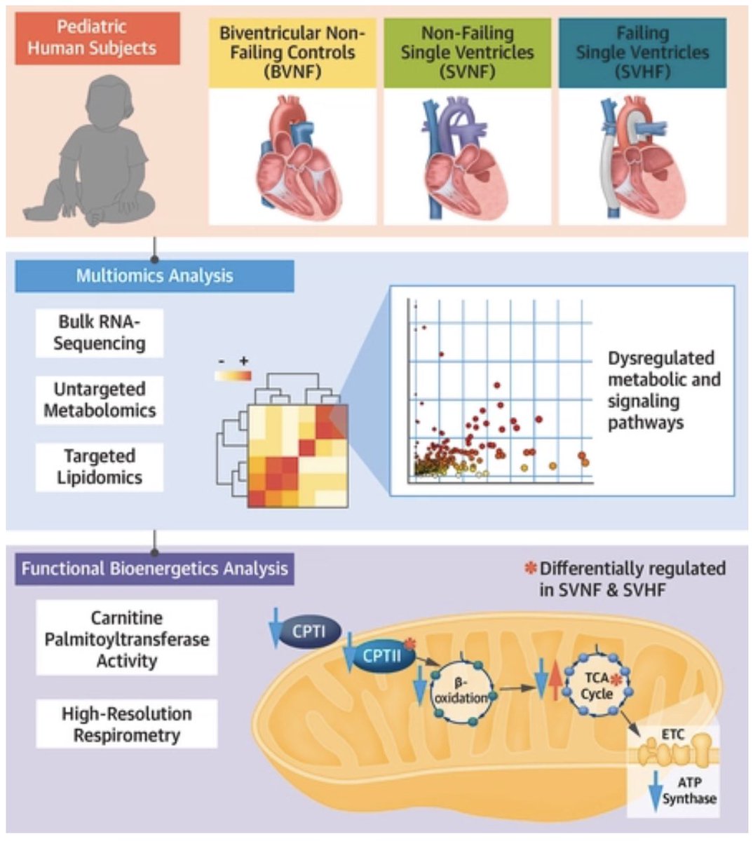 So excited to see this in print! Check out our latest paper in @JACCJournals detailing cardiac transcriptome remodeling and impaired bioenergetics in single ventricle congenital heart disease - @CUCardiology @CUMedicalSchool @CUAnschutz @ChildrensColo - jacc.org/doi/10.1016/j.…