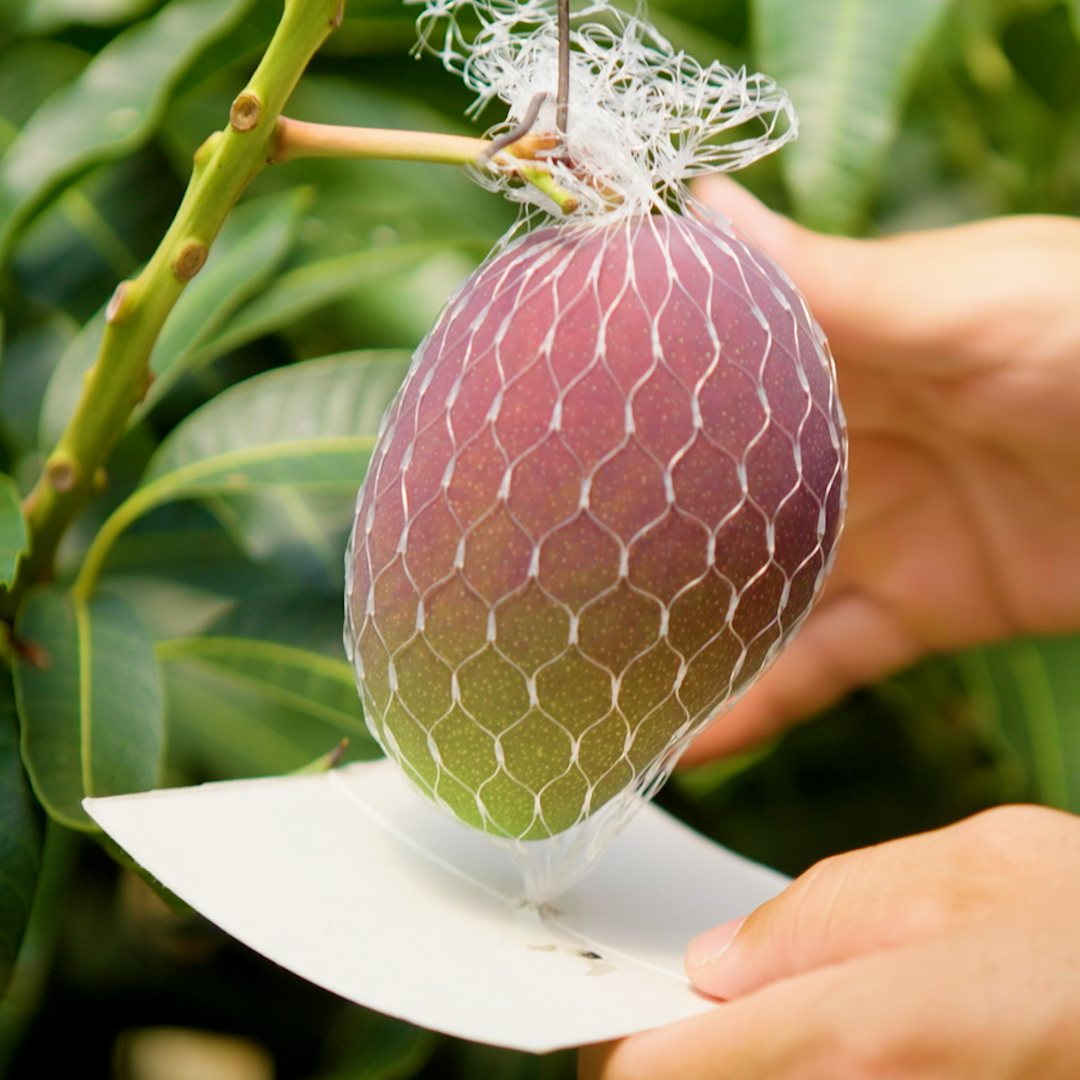 Taiyo no Tamago are stunning, plump, red, perfectly unscratched, and