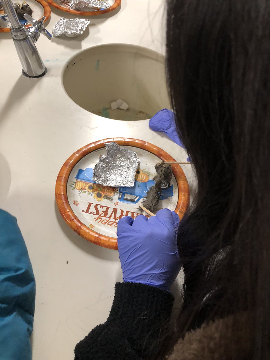 ScienceBrandt's tweet photo. GSTEM dissected owl pellets today. Ss were amazed by all the fur and bones they found. @VineMSKnox @Yo_STEM @DesireeOJones https://t.co/CatjGwZJkU