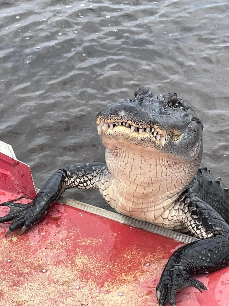 GatorsDaily's tweet photo. U guys got any snacks on board https://t.co/sQX2te6Bba