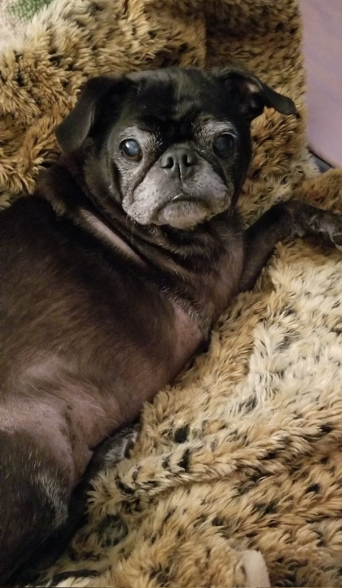 Chillin on a Wednesday 😊 #Wednesdayvibe #HumpDay #pug #puglife #pugs #pugsoftwitter #dogsoftwitter #tripawd #seniordog #blackpug