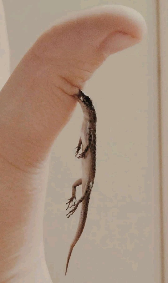 ForgetfuIPerson tweet media