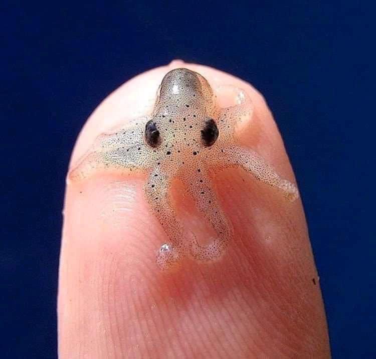 ForgetfuIPerson tweet media