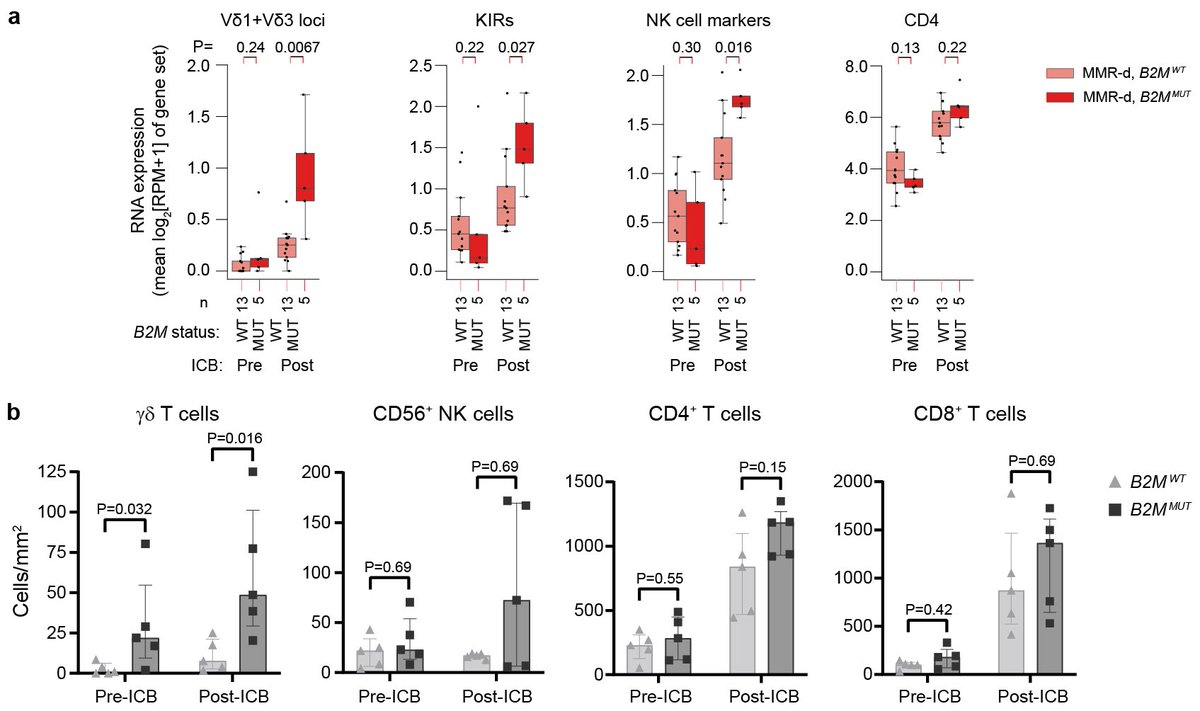 Myriam Chalabi (@myriamchalabi) on Twitter photo In a month’s time, we’ve learned that CD8 T cells aren’t the only effectors of immunotherapy response: stealing the show: eosinophils <a href="/Cancer_Cell/">Cancer Cell</a> and γδ T cells <a href="/Nature/">nature</a> out today! <a href="/NKI_nl/">The Netherlands Cancer Institute</a> <a href="/lab_kok/">MarleenKokLab</a> <a href="/deVisserKarin/">Karin de Visser</a> <a href="/deMirandaLab/">de Miranda Lab</a> rdcu.be/c3fd5 doi.org/10.1016/j.ccel… In a month’s time, we’ve learned that CD8 T cells aren’t the only effectors of immunotherapy response: stealing the show: eosinophils <a href="/Cancer_Cell/">Cancer Cell</a> and γδ T cells <a href="/Nature/">nature</a> out today! <a href="/NKI_nl/">The Netherlands Cancer Institute</a> <a href="/lab_kok/">MarleenKokLab</a> <a href="/deVisserKarin/">Karin de Visser</a> <a href="/deMirandaLab/">de Miranda Lab</a> rdcu.be/c3fd5 doi.org/10.1016/j.ccel…