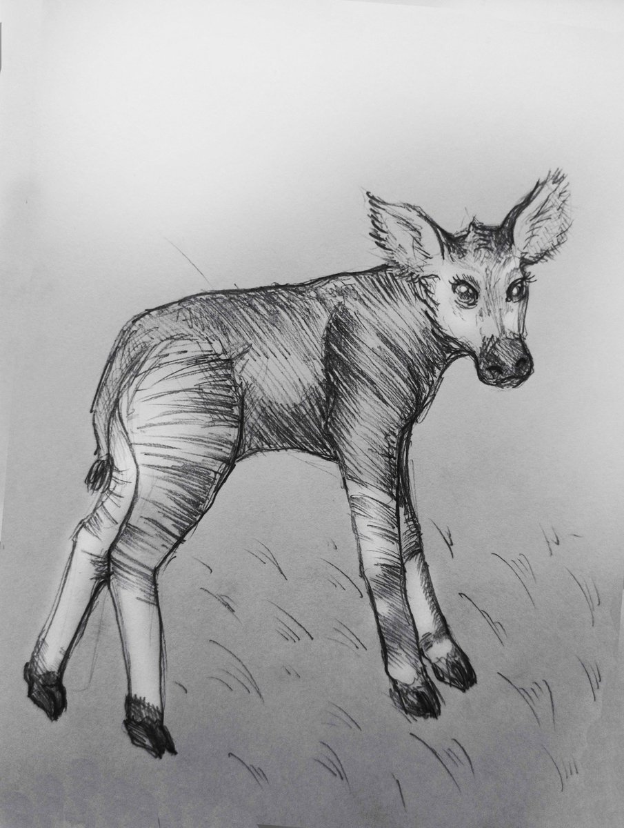 baby okapi. weird ass beastie