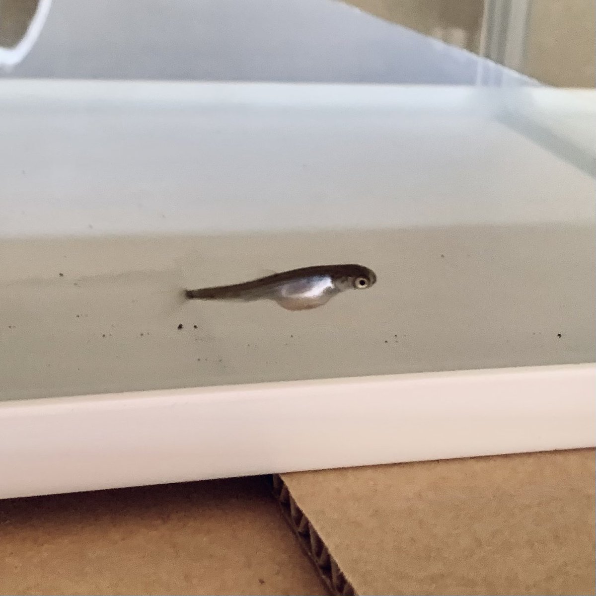 その後の鮭。
メダカみたいなのにお腹ギラギラ。
まだイクラが付いてる（栄養分らしい）