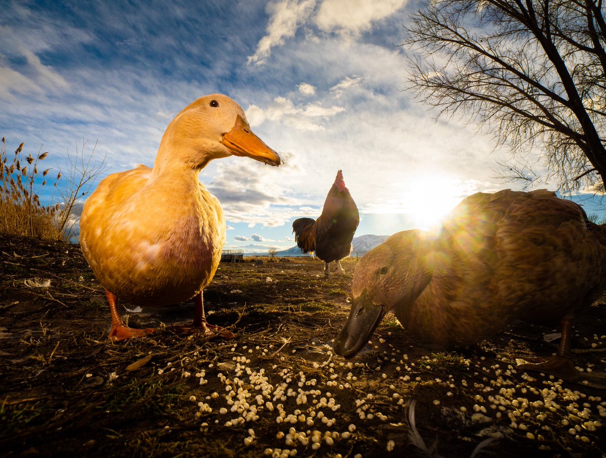 have a lovely day

(retweet to send noms live.dashducks.tv)