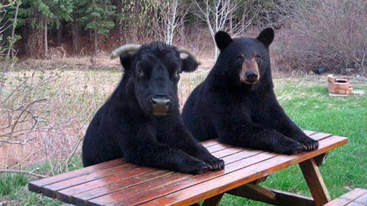 TheEuroTrader1's tweet photo. Traders waiting for US CPI tomorrow 🤣 https://t.co/Get50LJU6j