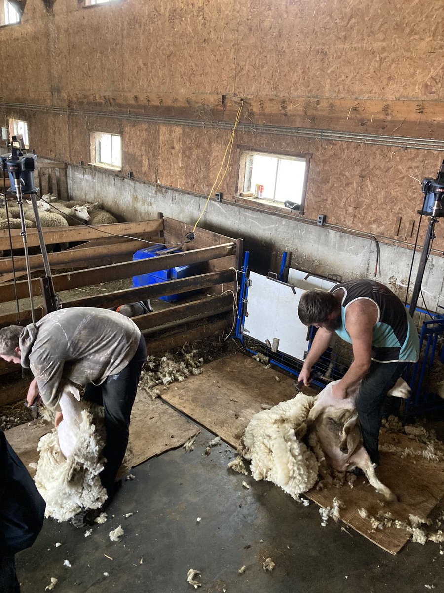 Thomas Lennox tweet media