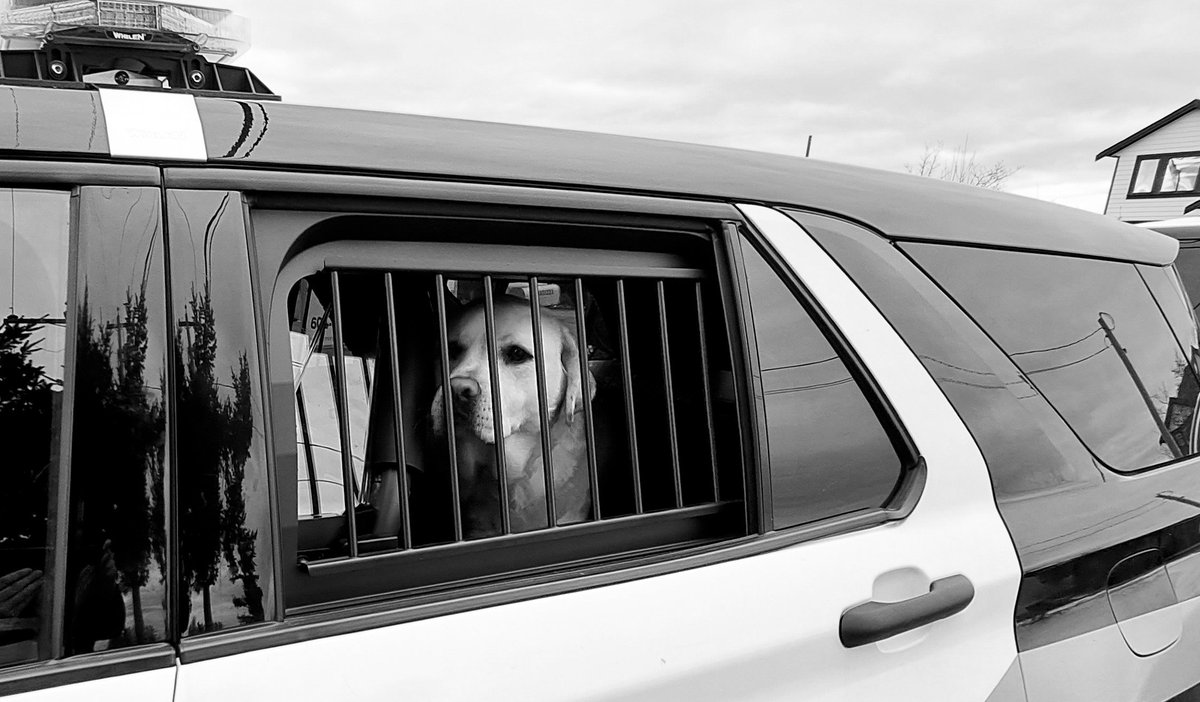 Meet Leo.  He was recently reported as being stolen.  Today we had the pleasure of returning him to his family.