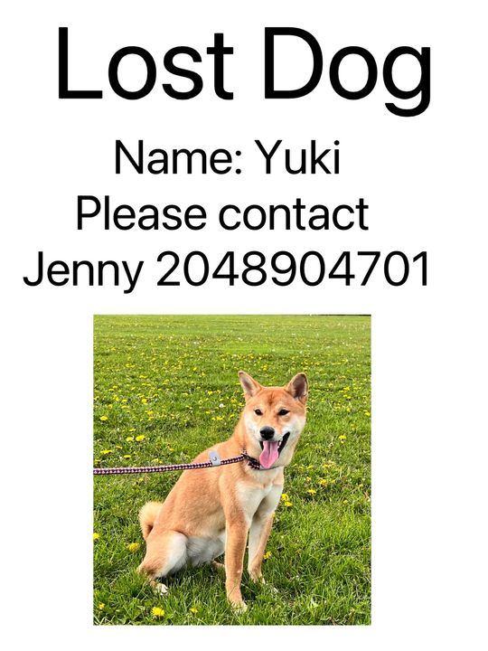 LOST tan with white Shiba Inu dog in #MontreauxField #TheSlopes since Jan 10. CALL Jenny 204-890-4701 if seen/found. DO NOT CHASE!! Pls rt watch share help to find YUKI https://t.co/1MYx2aMZ44 https://t.co/4zex7nc1eK