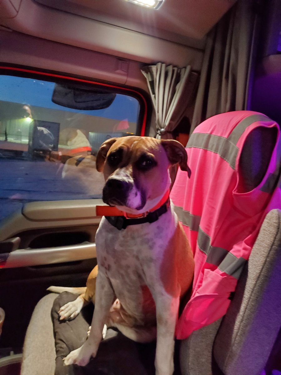 "Man’s best friend takes the “ruff” edge off trucking"

Semi-driving "pet parents" describe the many benefits to having a furry friend in the cabin: fourstateshomepage.com/local-news/jop…
