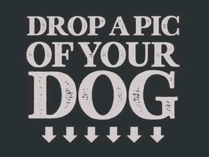 preciousdoggo's tweet photo. We want to see them 😍 🐶 

#dogs #furbabies #doggo #dog #love #family #share https://t.co/hF7NVC8YOC