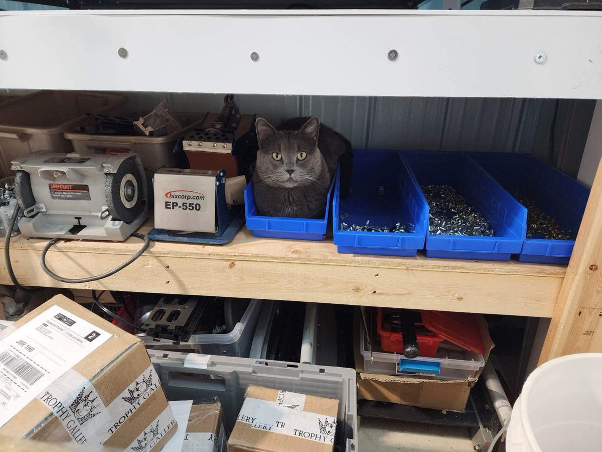 King looks like a loaf of bread , weirdo #CatsofTwittter #cat #Caturday