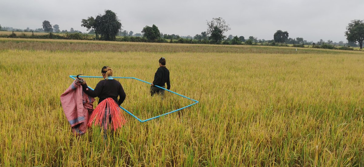 MathildeSester's tweet photo. Last harvest of @MathildeDionis1 's PhD field work  in #wat4cam experiment with @NuonThanon. #cirad #agroecology #rice. @AidaDirecteur. https://t.co/21h8tStie5