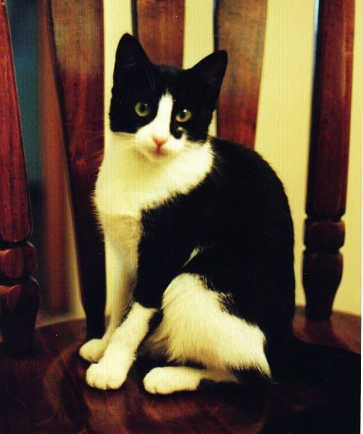 Noah Smith 🐇🇺🇸🇺🇦🇹🇼 tweet media