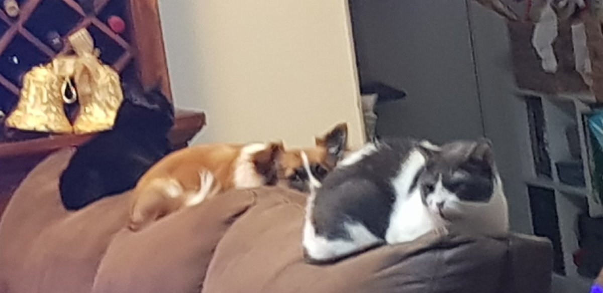 Leanneruston1's tweet photo. Random photo of my animals. I have a new twitter account if anyone would like to follow. @RustonLeanne https://t.co/vXMZczOdPl