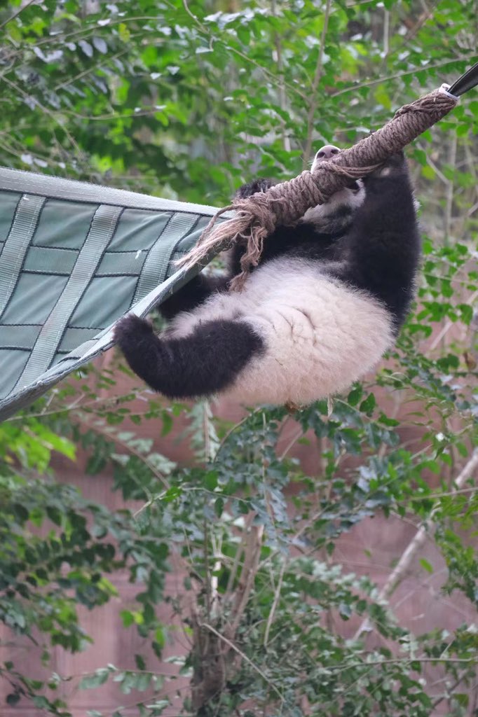 Chengdu_China's tweet photo. A naughty little kid 🐼
📍 #Chengdu Research Base of Giant Panda Breeding
#giantpanda #lepanda #パンダ
#animal
📷 from 葱花小豆 https://t.co/Zva3qqJEgq