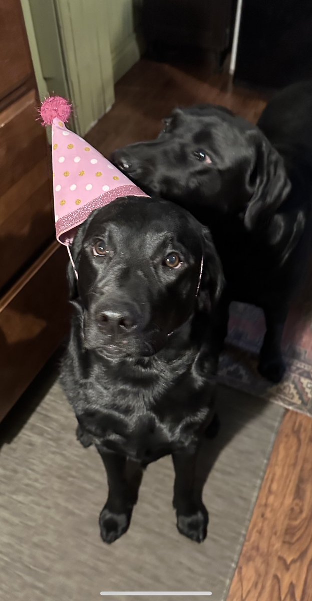 HenryTheChocLab's tweet photo. Happy 1st Birthday to our sweet Rosie! 🥳❤️🎂
#RubyAndRosie #DogsOfTwitter https://t.co/PL6Y0Rn5uv