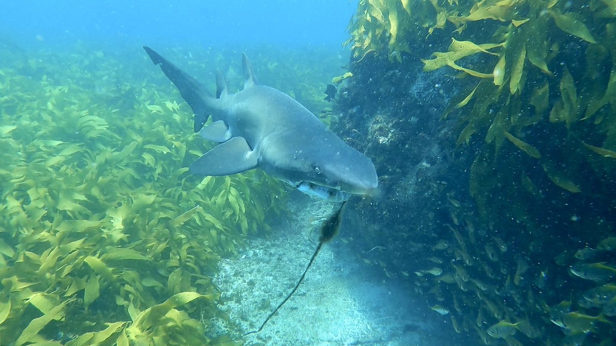 OceanSwimSafari's tweet photo. Just a teaser… We took a news reporter and cameraman from 7 National in Sydney out for a swim this morning. They wanted to swim with Fluffy… This image by Greg with our GoPro… #ForsterTurtles #EarlyMorningSwim #Swim #Beach #Forster #Pacific #Australia #OpenWater #Ocean #Wild https://t.co/3hvpWqhdZZ