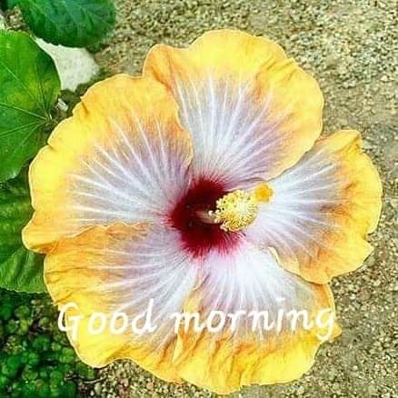 gabrymary2006's tweet photo. Happy Thursday #twittercity☕️❤️
#buongiorno #goodmorning #giovedì #Thursday https://t.co/SHqtQQag9x