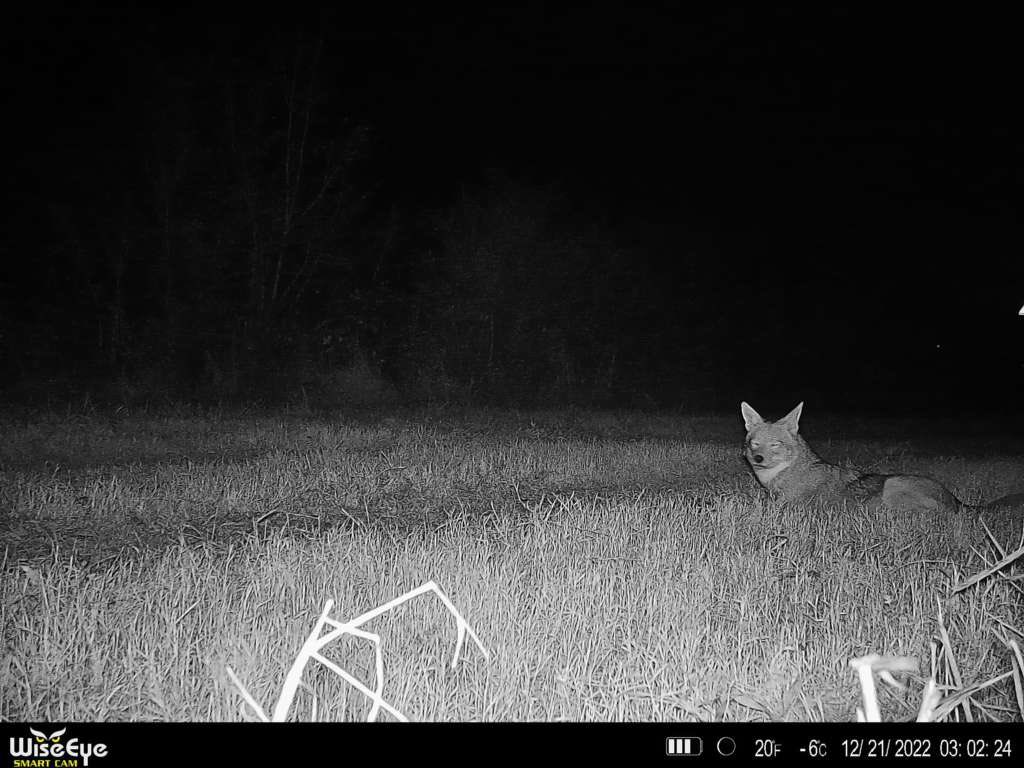 Use trail cams as trap site monitors? This big fella jump into the trap. Instant notifications. Clear images to your phone.  #predatorhunting #coyote #trailcam