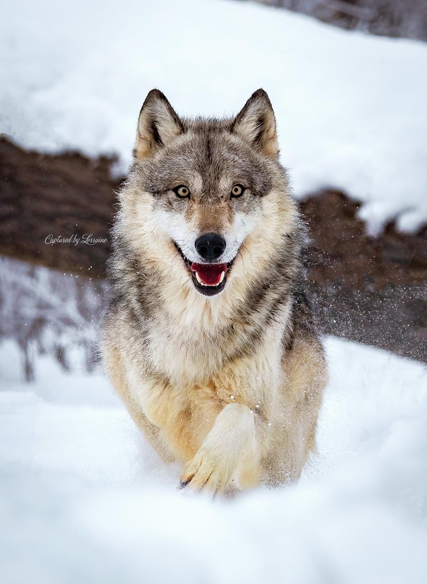 CBLPhotography's tweet photo. Running wolf.
This was a dream shot I’ve wanted for a long time! I finally got it! 😍😍😍
#wolf #wolves #natureimages #canon #running #wolfrunning #runningwolf #nationalgeographic https://t.co/slEXUbupaW