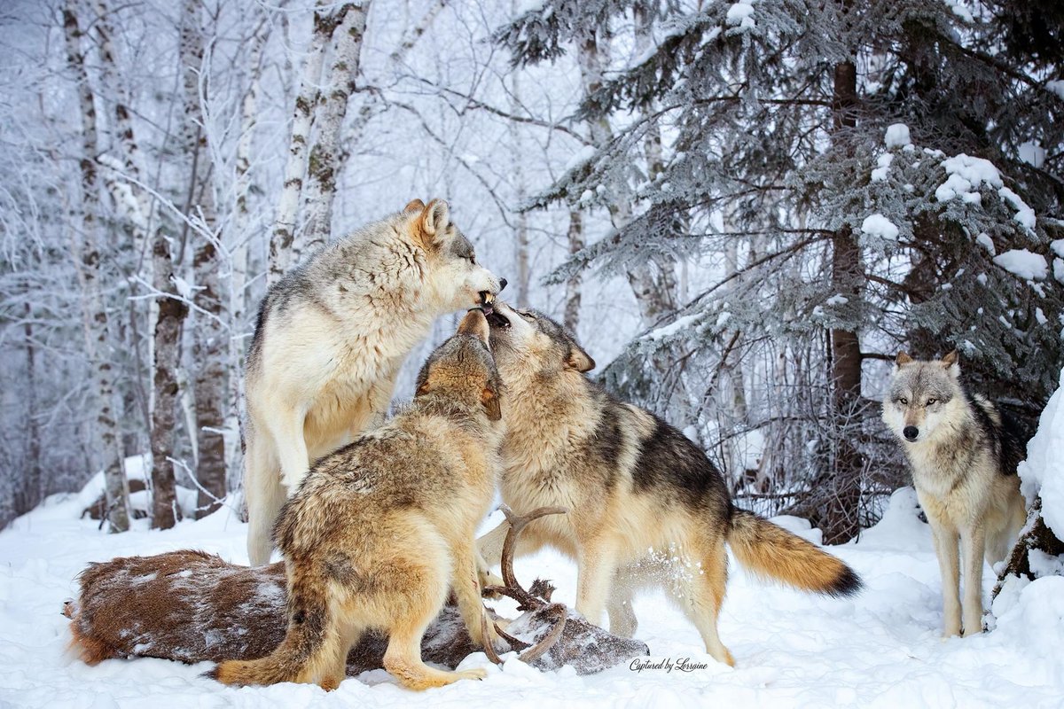 CBLPhotography's tweet photo. Meal time! These wolves are ready for a meal and squabbling over who eats first. 

This was a dream shot I’ve wanted for a long time! I finally got it! 😍😍😍 

#wolf #wolves #natureimages #canon #snarlingwolf #nationalgeographic #mealtime https://t.co/GXxNFRhiAv