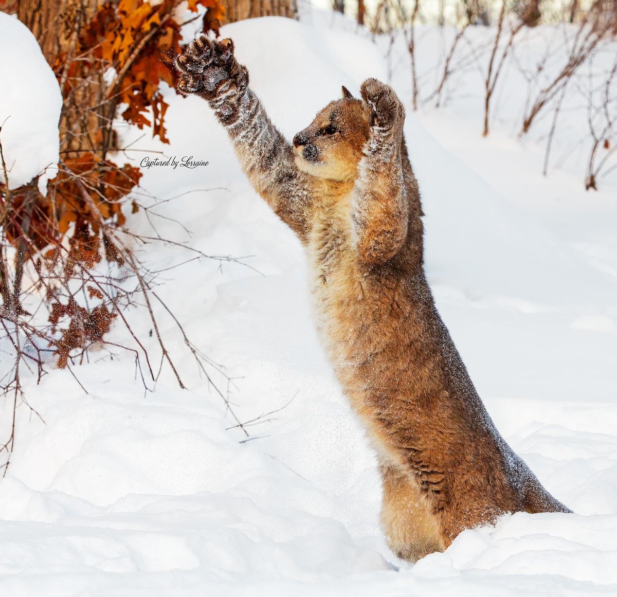 CBLPhotography's tweet photo. Young cougar playing with leaves in the winter. 

#cougar #cub #cougarcub #catplaying #playfulcats #cougarplaying #winter #snow #winteranimals #nationalgeographic https://t.co/Qz8nerA9uU