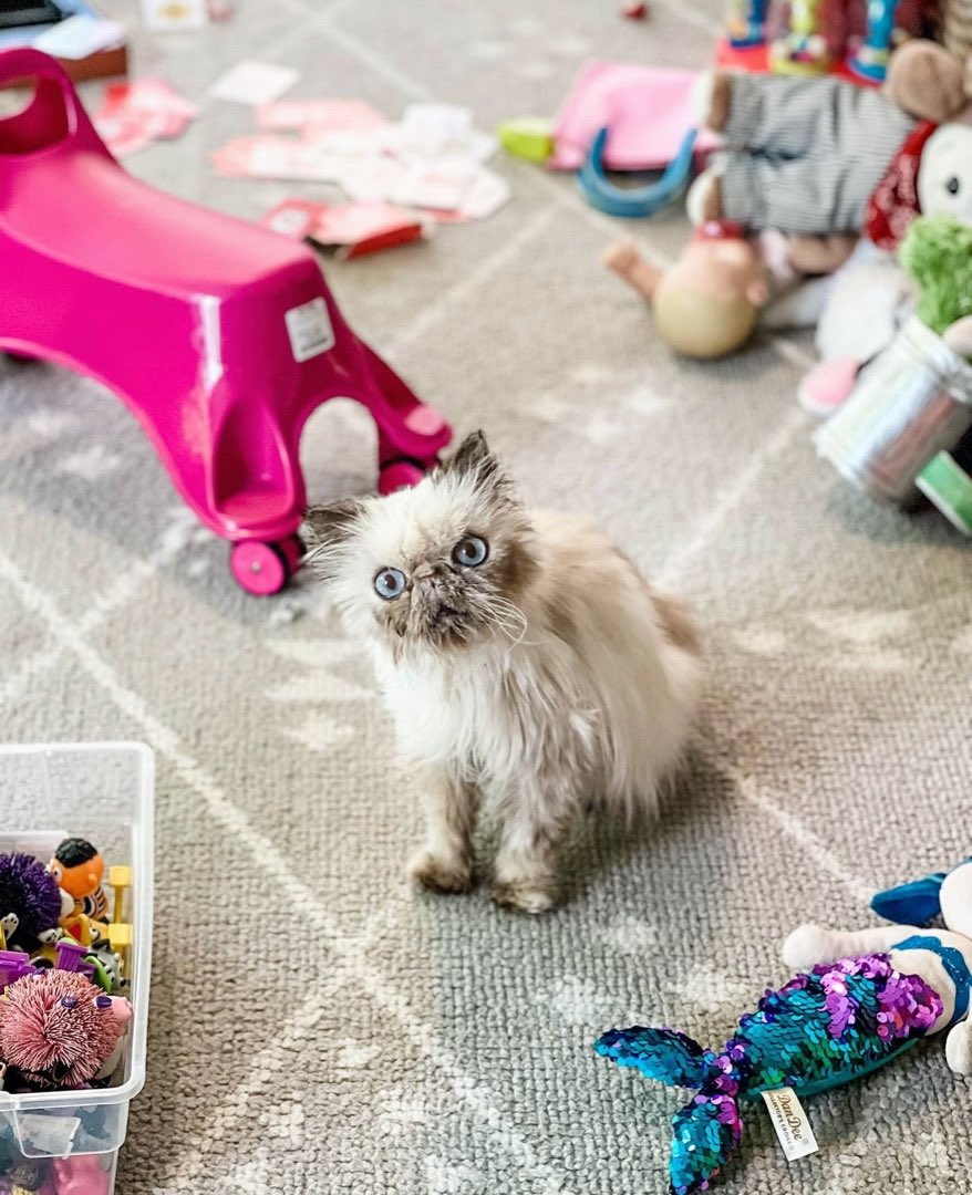 mrfishtopher's tweet photo. PHILADELPHIA, PA! Astrid is a special senior lady who needs a patient, understanding home! Her genetics and face shape cause her chronic congestion. She is very calm and low-energy! https://t.co/HOl7xxk1kj https://t.co/h1wXY7uZdn