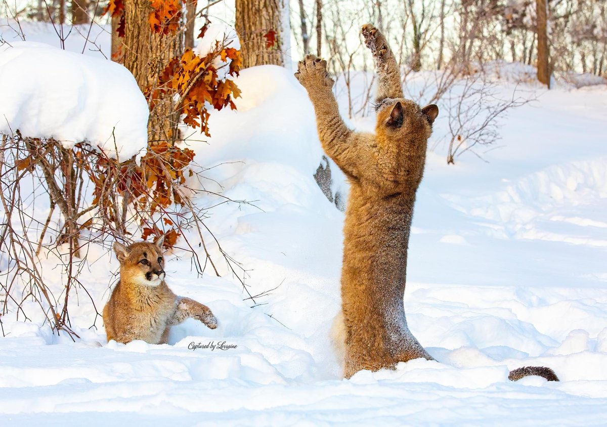 CBLPhotography's tweet photo. Come at me bro. 

#cougar #cub #cougarcub #catplaying #playfulcats #cougarplaying #winter #snow #winteranimals #nationalgeographic https://t.co/ZzJx3lWrhV