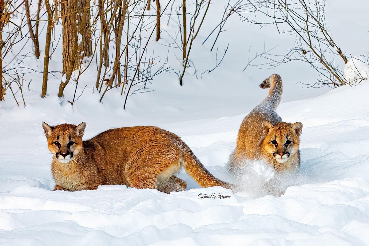 CBLPhotography's tweet photo. Cougars 

#cougar #cub #cougarcub #catplaying #playfulcats #cougarplaying #winter #snow #winteranimals #nationalgeographic https://t.co/uFLeyhY4B8
