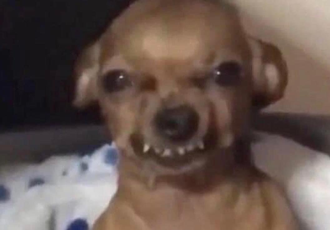 perritos_qctd's tweet photo. mi mood: https://t.co/UQ1k2h3C8L