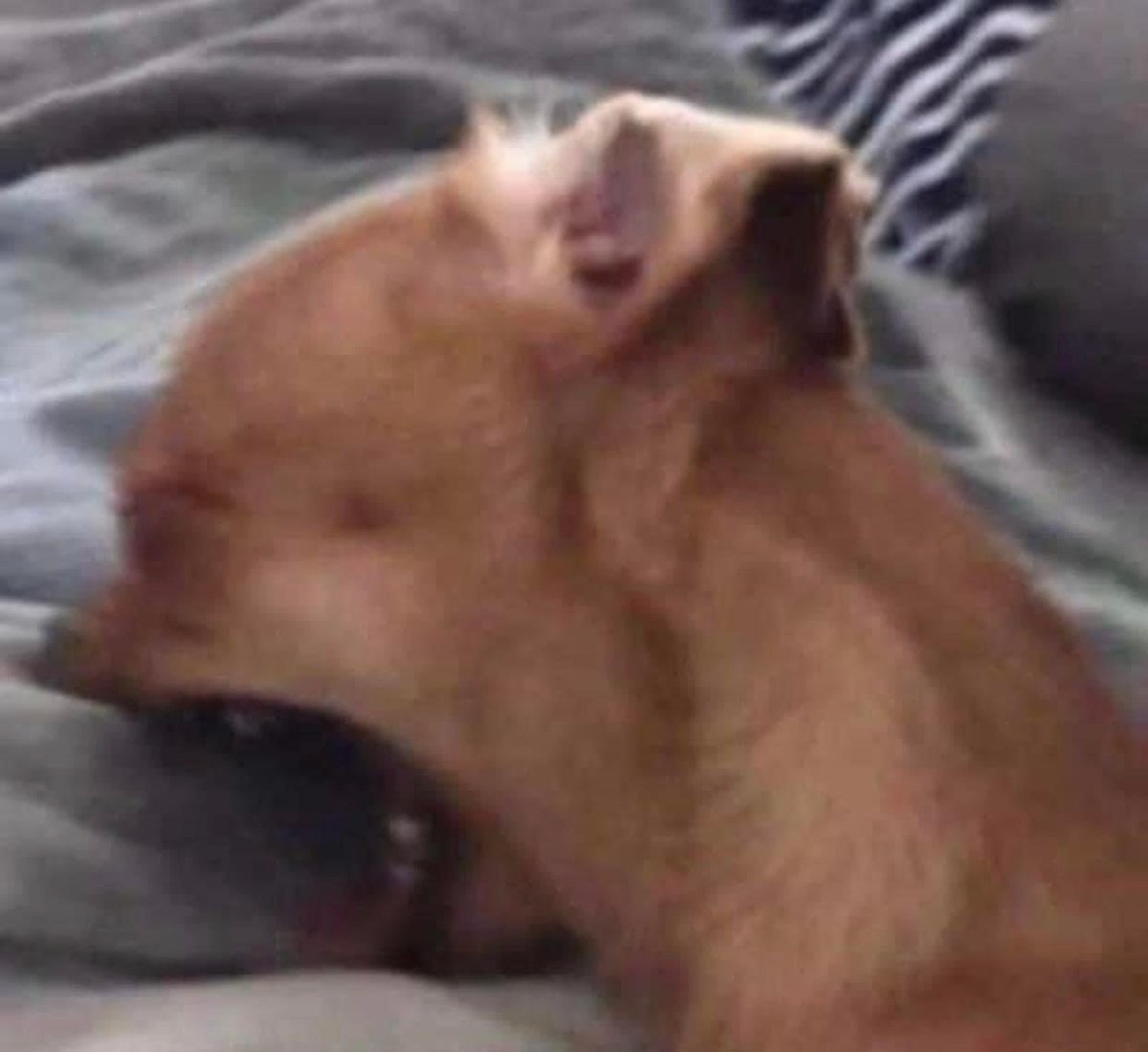 perritos_qctd's tweet photo. mi mood: https://t.co/UQ1k2h3C8L