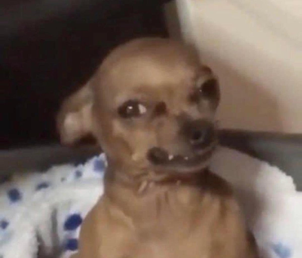 perritos_qctd's tweet photo. mi mood: https://t.co/UQ1k2h3C8L