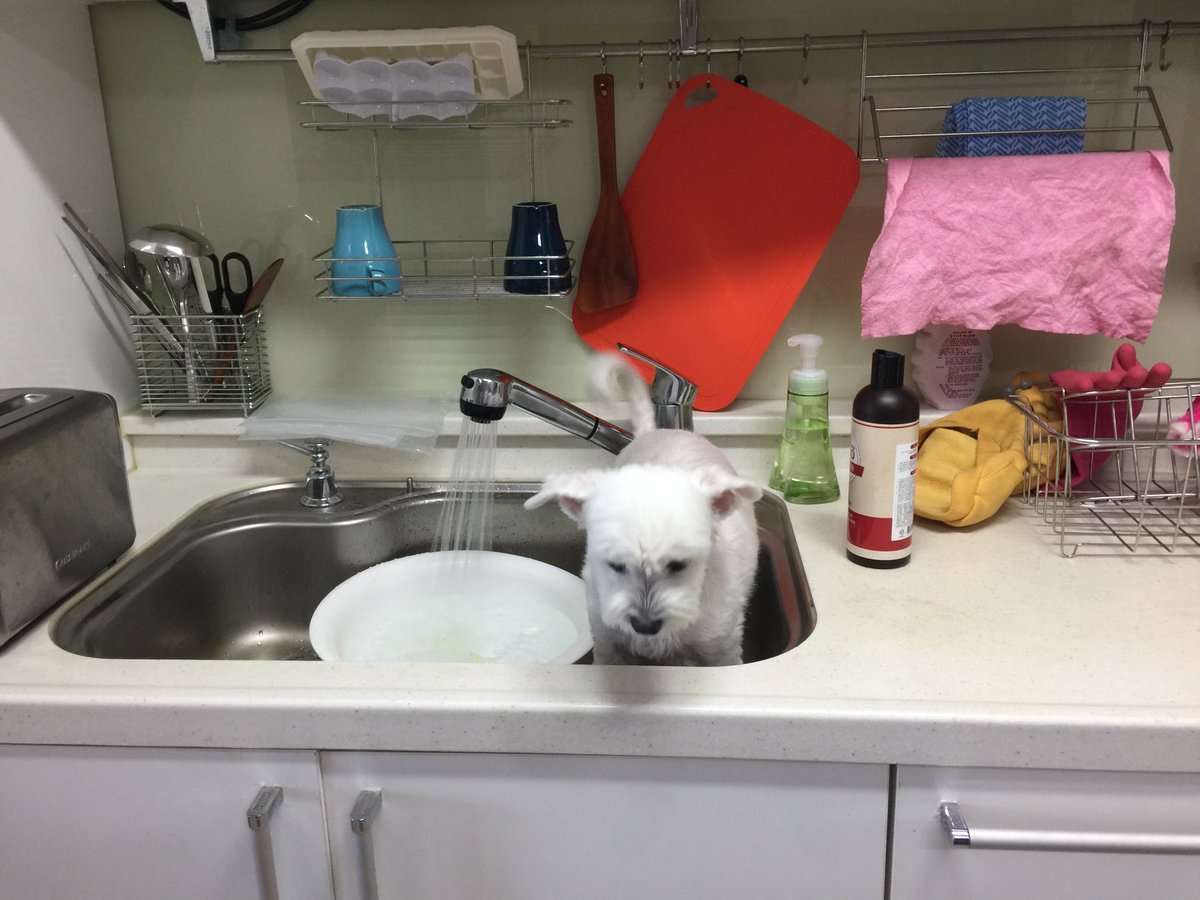 Ben the dog (@bentalking) on Twitter photo 