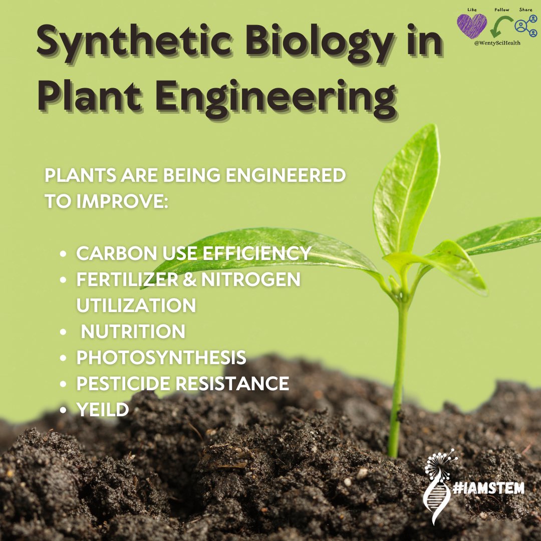 WentySciHealth's tweet photo. Most commonly performed on agricultural crops, heterologous DNA can be introduced into a plant's genome to introduce a new trait, or the genome can be selectively modified to alter native attributes of the plant.
#syntheticbiology #biology #iamstem #stem #plantengineer #engineer https://t.co/8phkIxCTFg