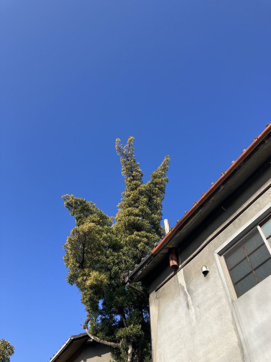 GH_Toriikuguru's tweet photo. 1/12(木)
おはようございます。
今日も全部屋空いております。
冬休みが終わり、とりいくぐる、のんびりしています。

今日の最高気温はなんと14℃だそう。
久しぶりにこんなに暖かい日ですね🙌
テラスでご飯を食べたり本を読むのも気持ちよさそう。
皆さまぜひおいでくださいませ。 https://t.co/jTJezPit5E