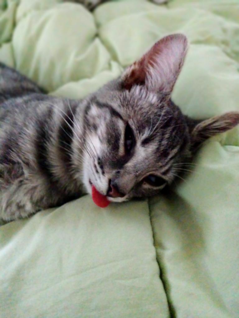NotExperiment's tweet photo. @TweetsOfCats Pearl https://t.co/sQidrzOJ6W