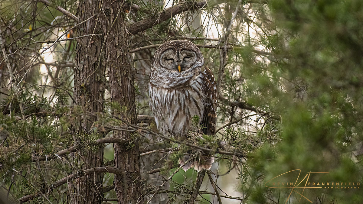 #barredowl #owl #owls #bird #birds #birdphotography #birdplanet #birdsofinstagram #nature #naturephotography