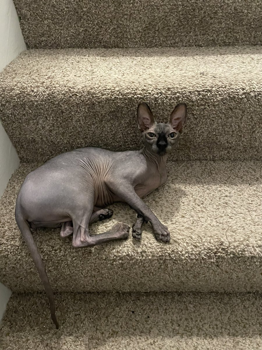 druidmal's tweet photo. The crime and the culprit.

Cleo, you’re going straight to jail. https://t.co/vNjEBGCoL9