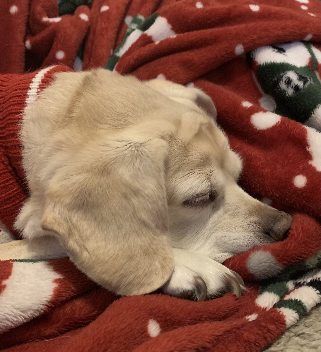 CateLuther's tweet photo. @elissaben70 My rescue dog chillin’ in her Christmas sweater on top of my Christmas throw. 🥰 https://t.co/xy99BqL3Fq
