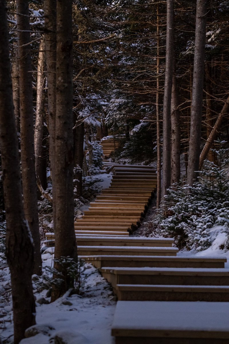 CapelinCreation's tweet photo. Fresh powder on the trails 🌨️ 

#mountscio #eastcoasttrail #explorenl #signalhill #yyt #newfoundland https://t.co/v3lhFKmKUN