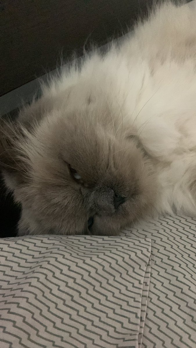 annemntour's tweet photo. No concibo la felicidad sin una mascota.. aunque yo tengo 3.  Es simplemente hermoso. #Misbbs https://t.co/UZEzL6xLLD