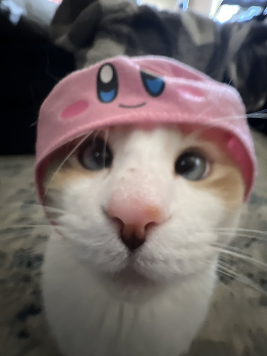 A pic of panko for my nice and lovely Twitter followers