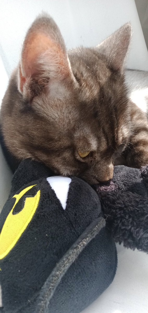 SGirl4445's tweet photo. I think Mrs. Meow Meow found Mr. Meow Meow❤️❤️❤️
#RENEWTHECUPHEADSHOW #Cats #devilcuphead #devilcupheadshow https://t.co/4sfZl4DbJp